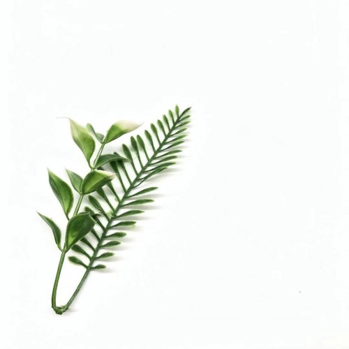 Декоративная зелень,цв зеленый с белым 12-13 см